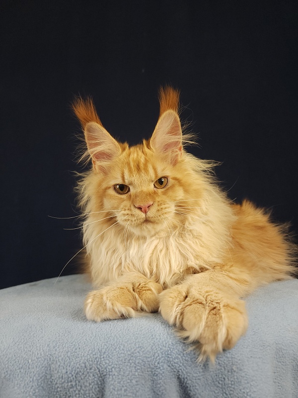 Jaromir Cat Akbars (polydactyl) - Kitten maine-coon 5 months 1 week