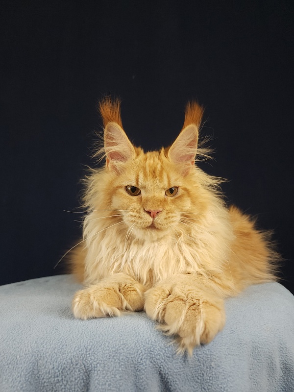 Jaromir Cat Akbars (polydactyl) - Kitten maine-coon 5 months 1 week