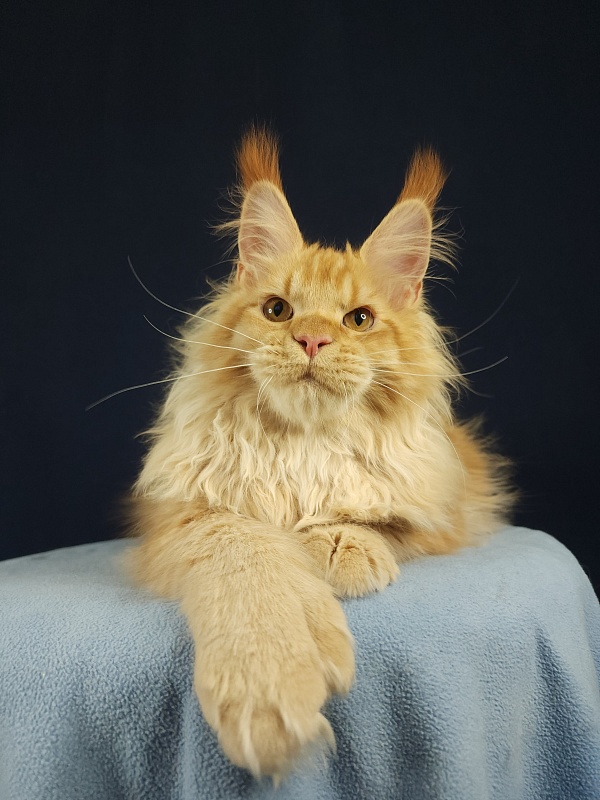 Jaromir Cat Akbars (polydactyl) - Kitten maine-coon 5 months 1 week