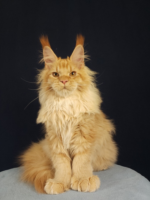 Jaromir Cat Akbars (polydactyl) - Kitten maine-coon 5 months 1 week