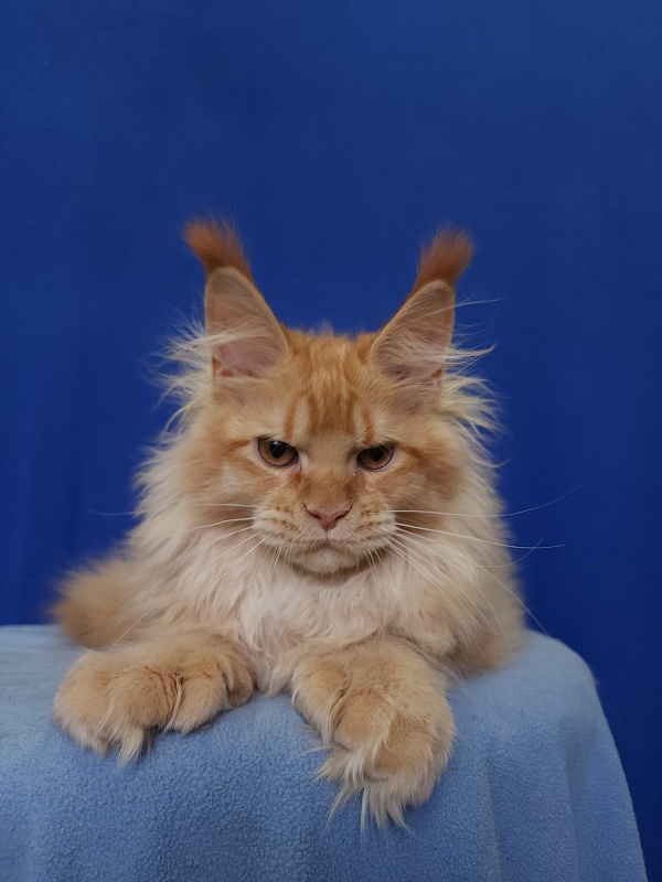 Jaromir Cat Akbars (polydactyl) - Kitten maine-coon 4 months 2 weeks