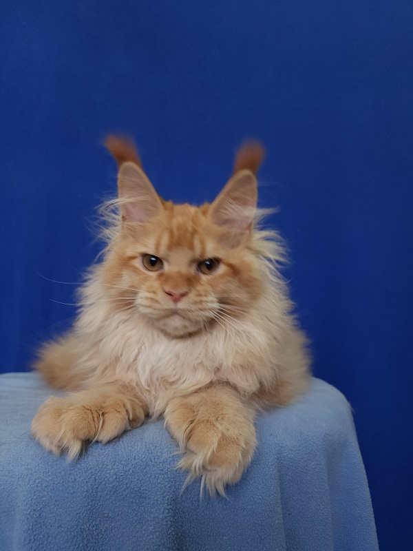 Jaromir Cat Akbars (polydactyl) - Kitten maine-coon 4 months 2 weeks