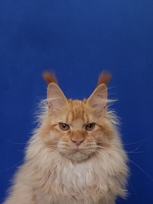 Jaromir Cat Akbars (polydactyl) - Kitten maine-coon 4 months 2 weeks