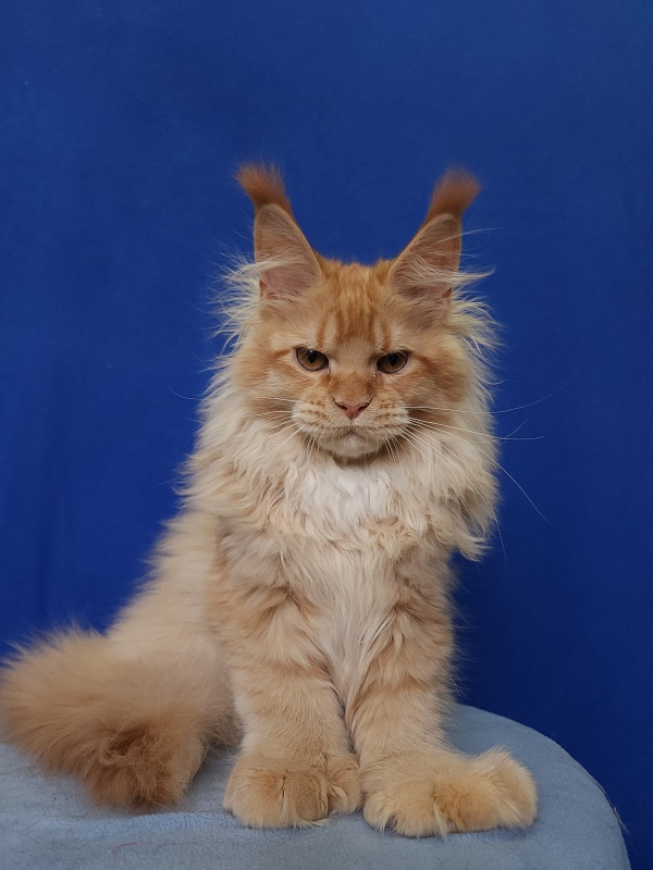 Jaromir Cat Akbars (polydactyl) - Kitten maine-coon 4 months 2 weeks