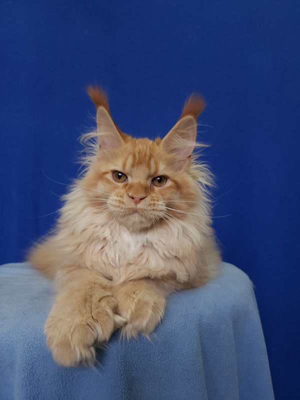 Jaromir Cat Akbars (polydactyl) - Kitten maine-coon 4 months 2 weeks