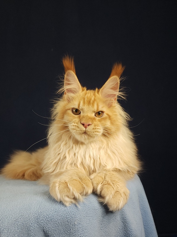 Jaromir Cat Akbars (polydactyl) - Kitten maine-coon 5 months 1 week