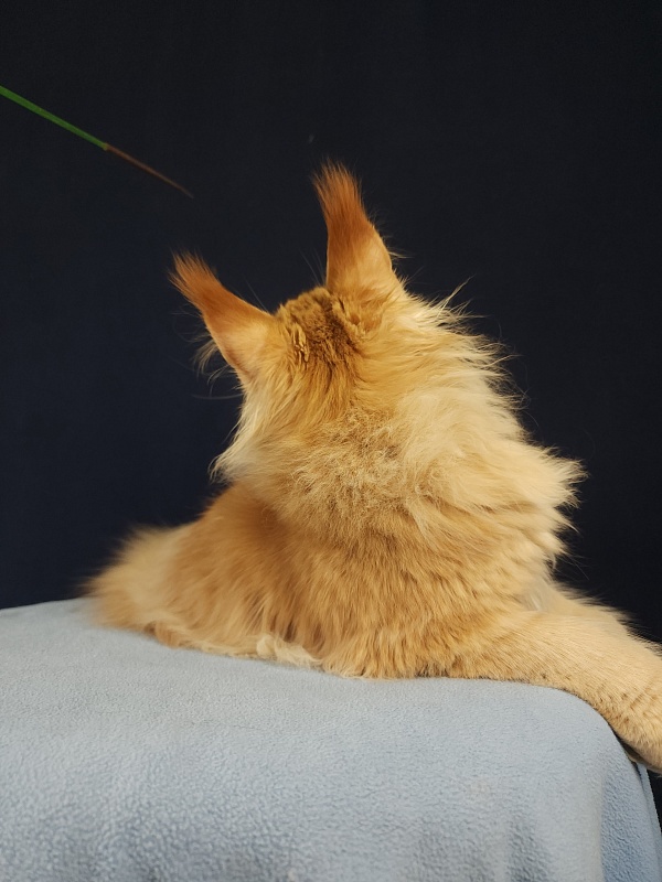 Jaromir Cat Akbars (polydactyl) - Kitten maine-coon 5 months 1 week