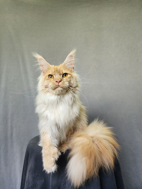 Jeromes Akbars  (polydactyl 66/66) - Junior maine-coon 9 months 3 weeks