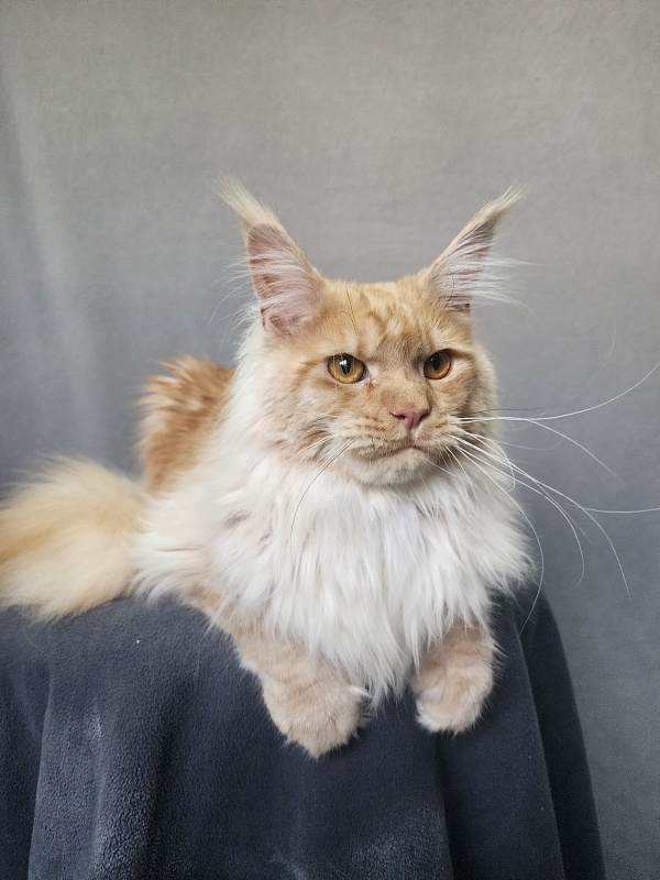 Jeromes Akbars  (polydactyl 66/66) - Junior maine-coon 9 months 3 weeks