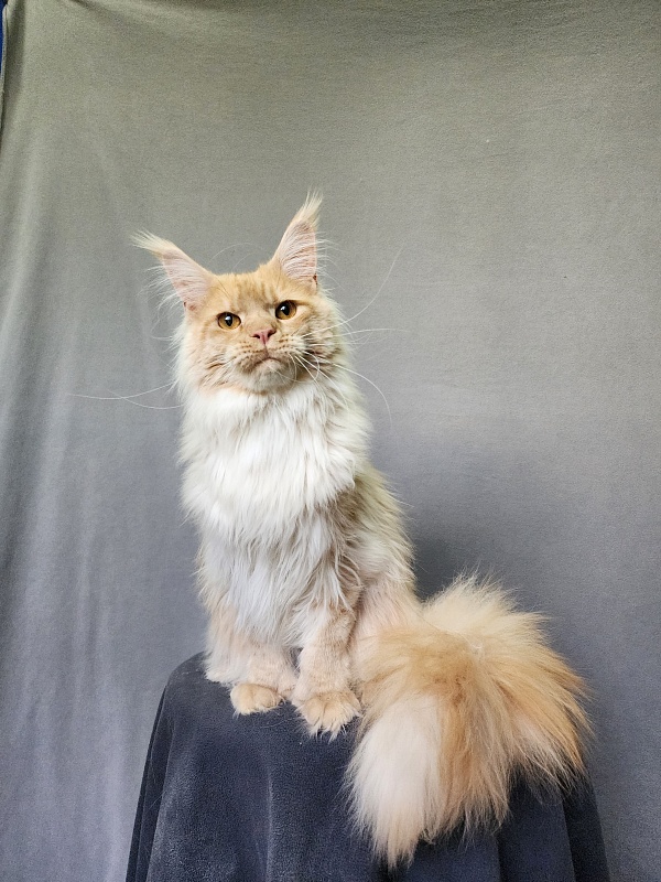 Jeromes Akbars  (polydactyl 66/66) - Junior maine-coon 9 months 3 weeks