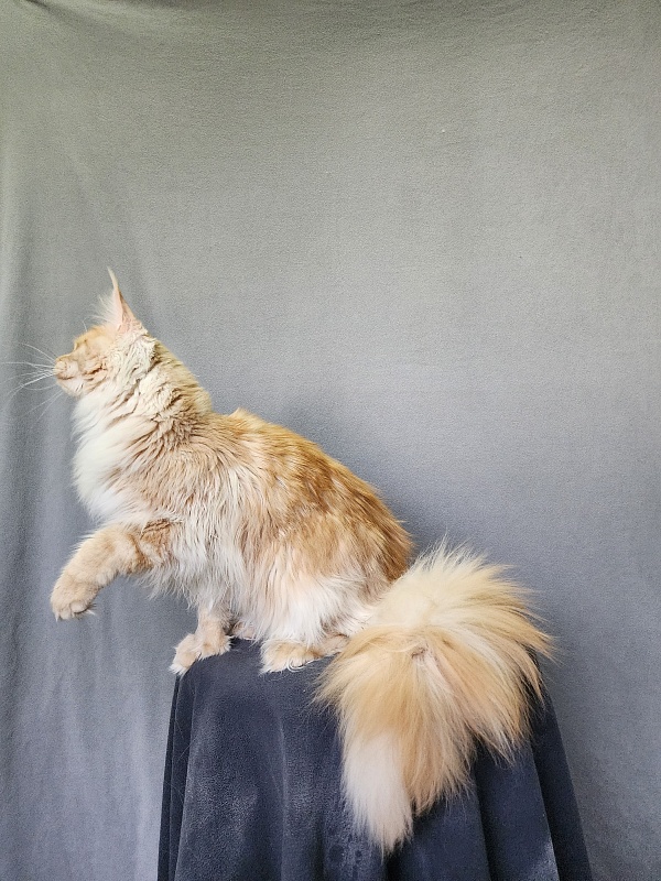 Jeromes Akbars  (polydactyl 66/66) - Junior maine-coon 9 months 3 weeks