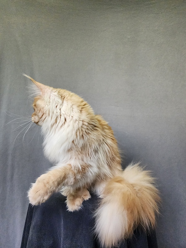 Jeromes Akbars  (polydactyl 66/66) - Junior maine-coon 9 months 3 weeks