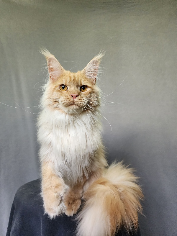 Jeromes Akbars  (polydactyl 66/66) - Junior maine-coon 9 months 3 weeks