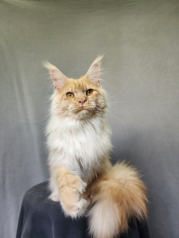 Jeromes Akbars  (polydactyl 66/66) - Junior maine-coon 9 months 3 weeks