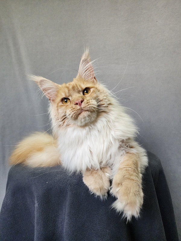 Jeromes Akbars  (polydactyl 66/66) - Junior maine-coon 9 months 3 weeks