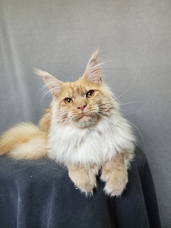 Jeromes Akbars  (polydactyl 66/66) - Junior maine-coon 9 months 3 weeks