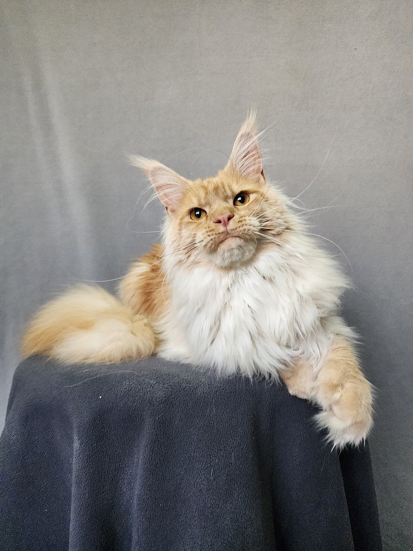 Jeromes Akbars  (polydactyl 66/66) - Junior maine-coon 9 months 3 weeks