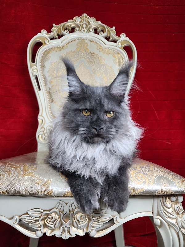 Jelly  Akbars (polydactyl) - Kitten maine-coon 4 months 2 weeks