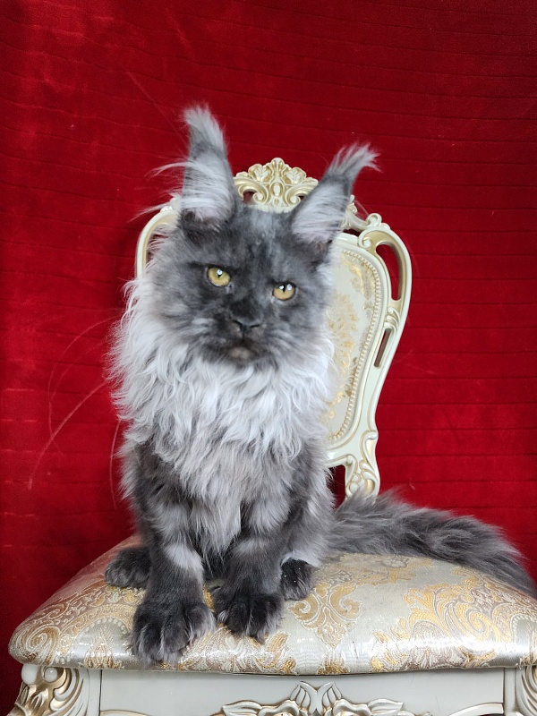 Jelly  Akbars (polydactyl) - Kitten maine-coon 4 months 2 weeks