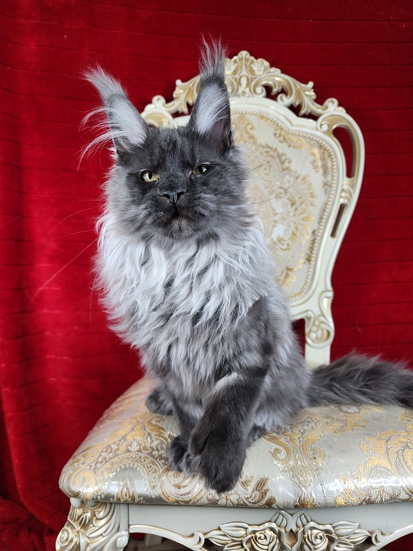 Jelly  Akbars (polydactyl) - Kitten maine-coon 4 months 2 weeks