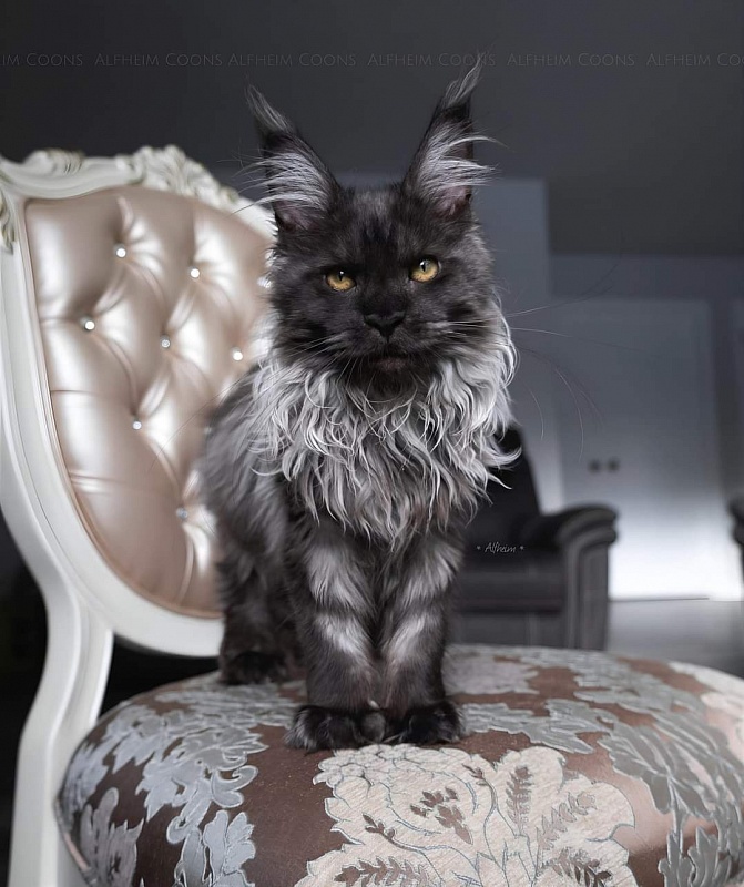 Jelly  Akbars (polydactyl) - Kitten maine-coon 5 months