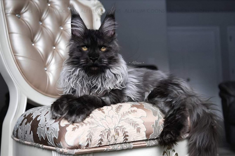Jelly  Akbars (polydactyl) - Kitten maine-coon 5 months