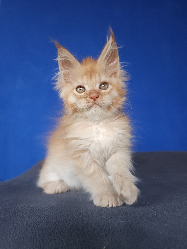 Chicago  Akbars (polydactyl) - Kitten maine-coon 1 month 1.5 week