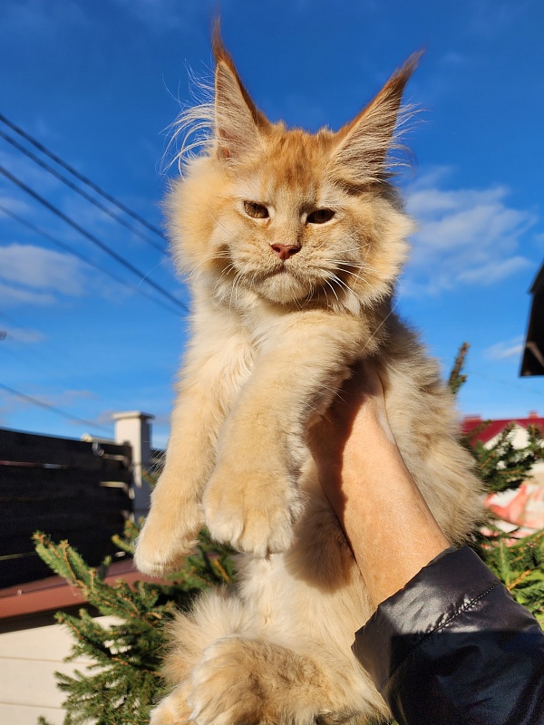 Chicago  Akbars (polydactyl) - Kitten maine-coon 3 months 4 weeks