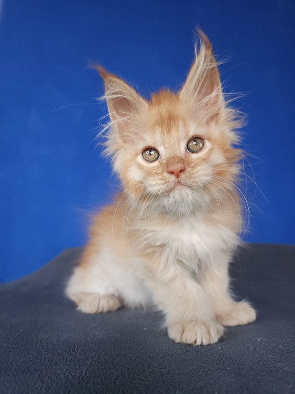 Chicago  Akbars (polydactyl) - Kitten maine-coon 1 month 1.5 week