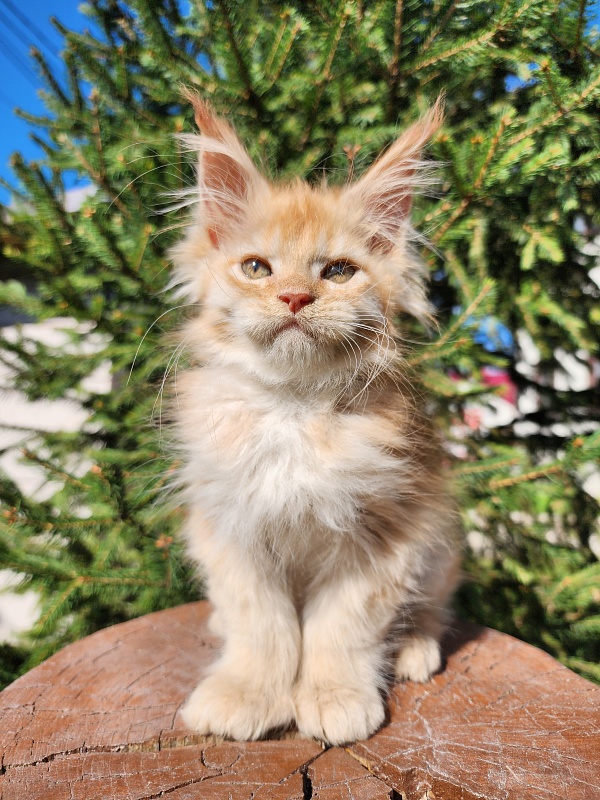 Chicago  Akbars (polydactyl) - Kitten maine-coon 1 month 2.5 weeks