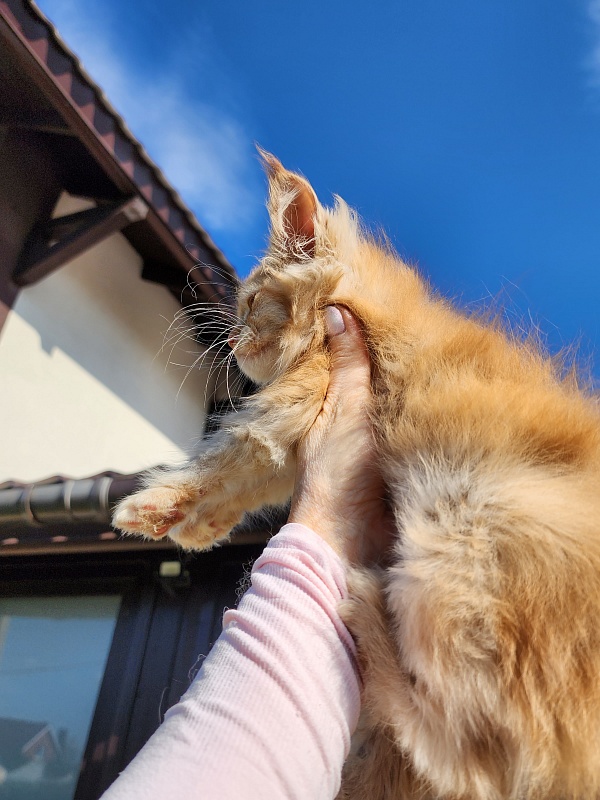 Chicago  Akbars (polydactyl) - Kitten maine-coon 1 month 2.5 weeks