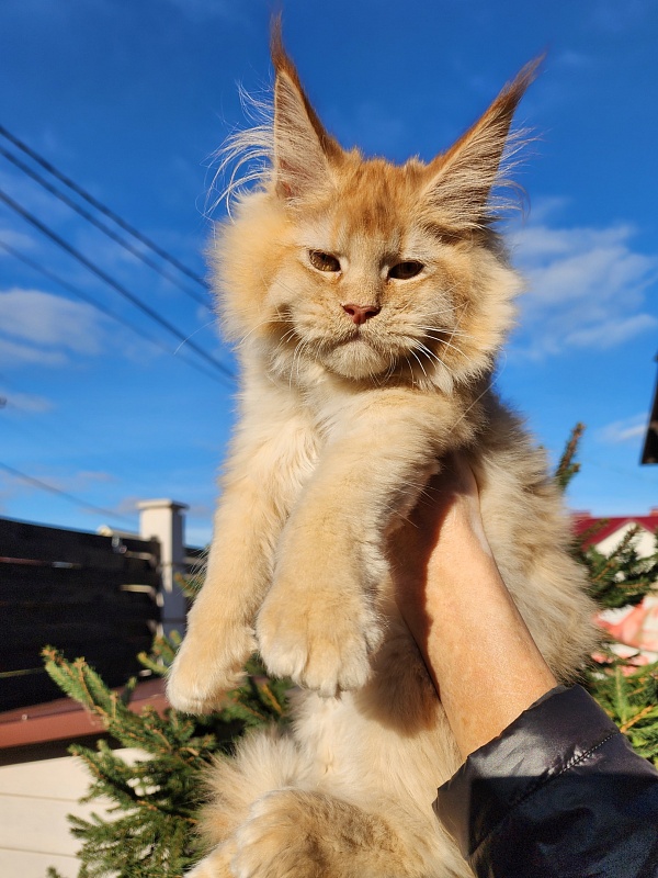 Chicago  Akbars (polydactyl) - Kitten maine-coon 3 months 4 weeks