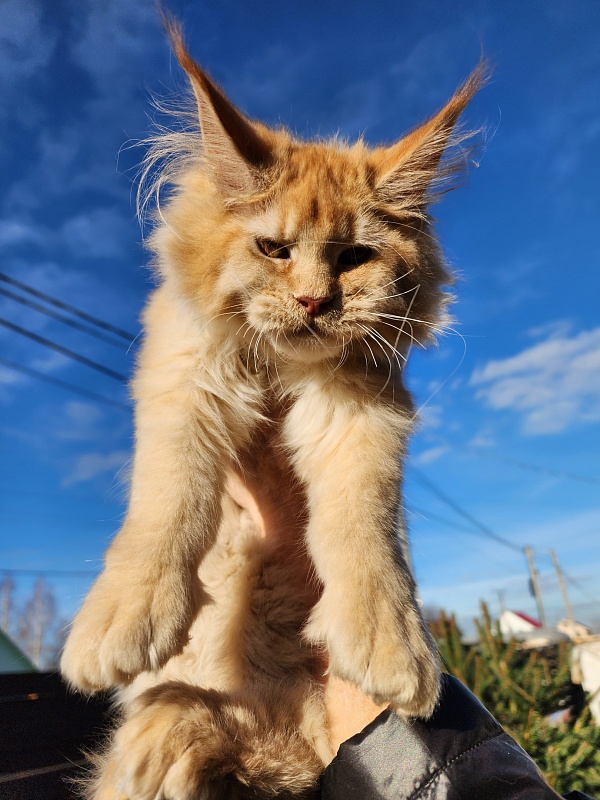Chicago  Akbars (polydactyl) - Kitten maine-coon 3 months 4 weeks