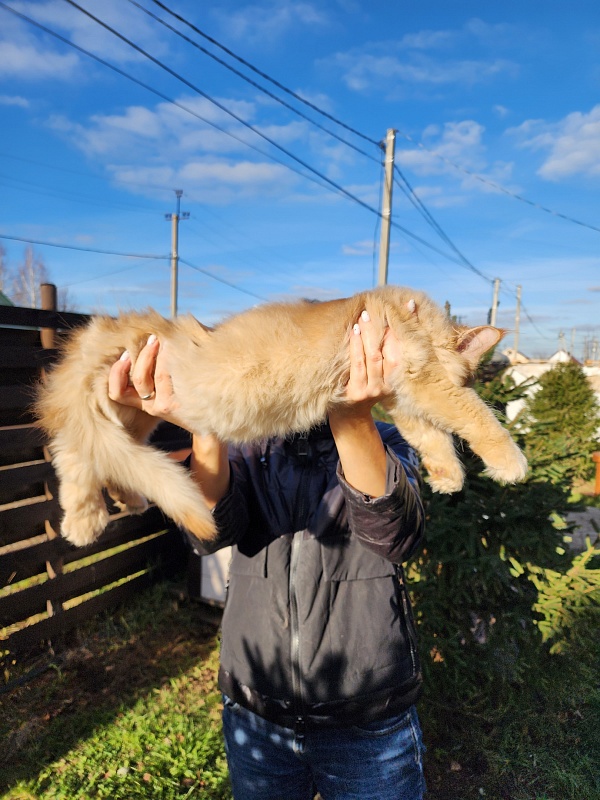 Chicago  Akbars (polydactyl) - Kitten maine-coon 3 months 4 weeks
