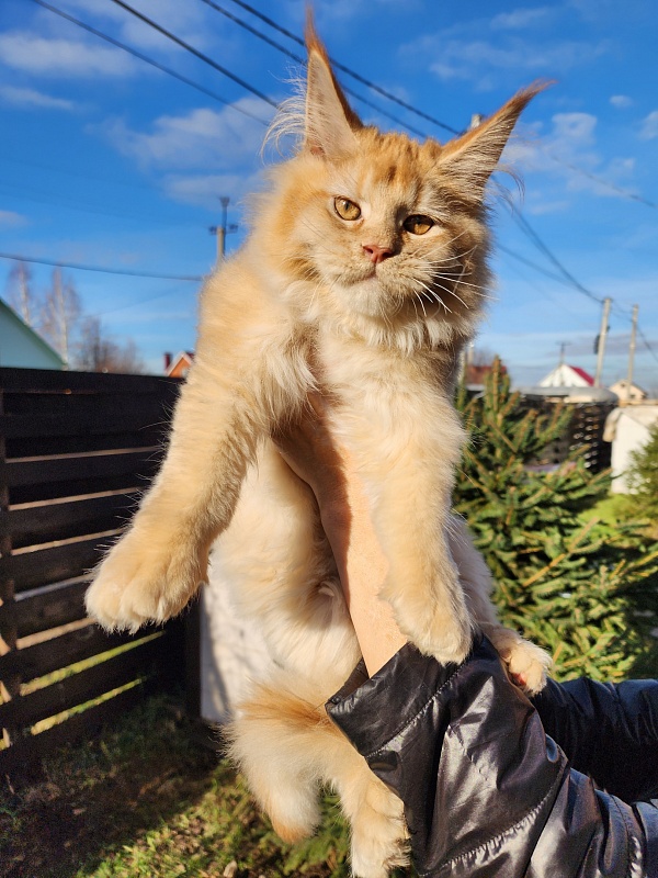Chicago  Akbars (polydactyl) - Kitten maine-coon 3 months 4 weeks