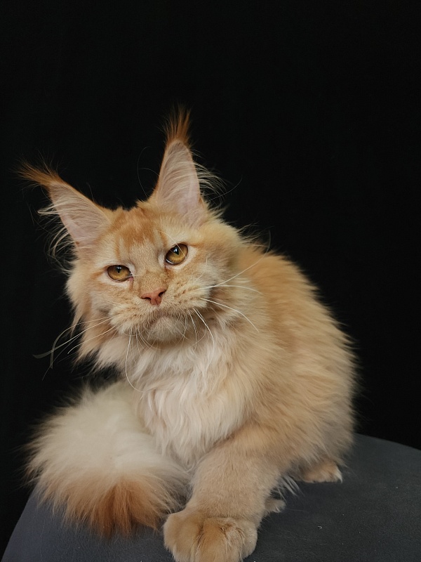 Chicago  Akbars (polydactyl) - Kitten maine-coon 6 months 3.5 weeks