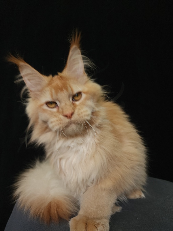 Chicago  Akbars (polydactyl) - Kitten maine-coon 6 months 3.5 weeks