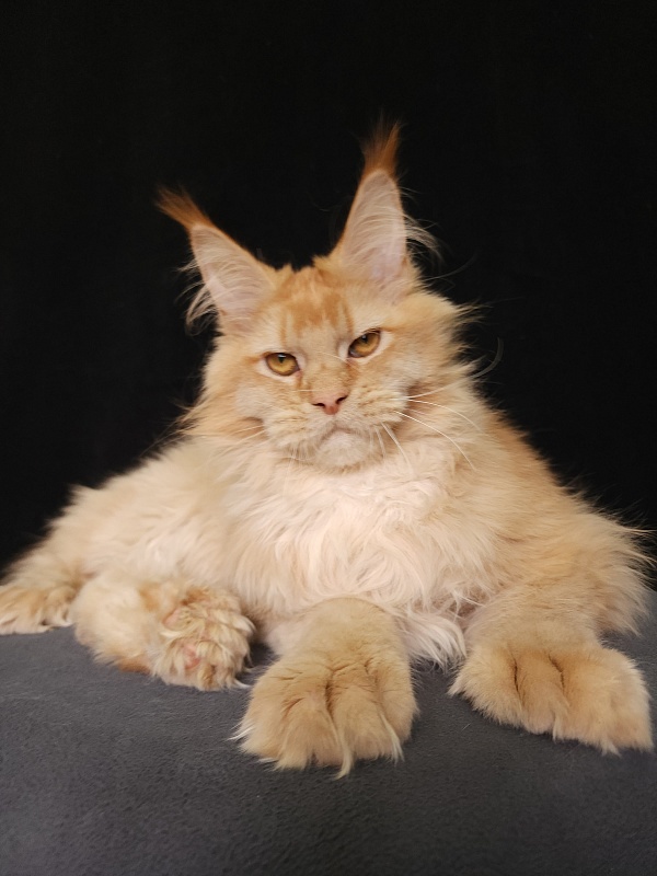 Chicago  Akbars (polydactyl) - Kitten maine-coon 6 months 3.5 weeks