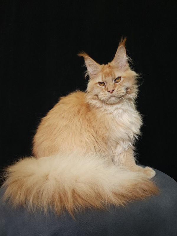 Chicago  Akbars (polydactyl) - Kitten maine-coon 6 months 3.5 weeks
