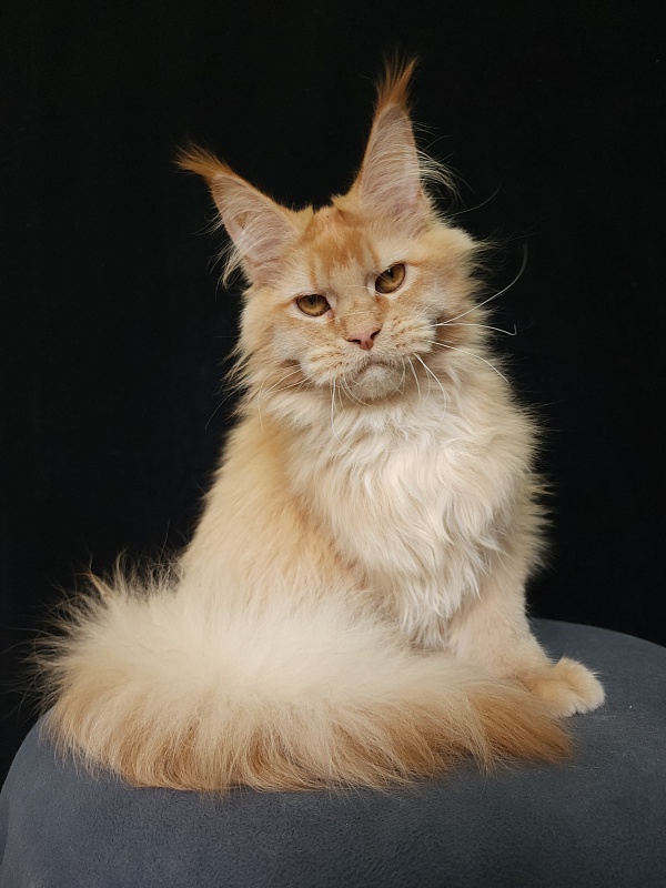 Chicago  Akbars (polydactyl) - Kitten maine-coon 6 months 3.5 weeks