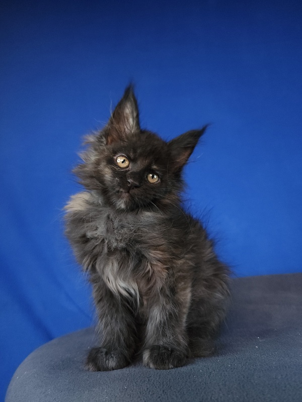 Claudia  Akbars - Kitten maine-coon 1 month
