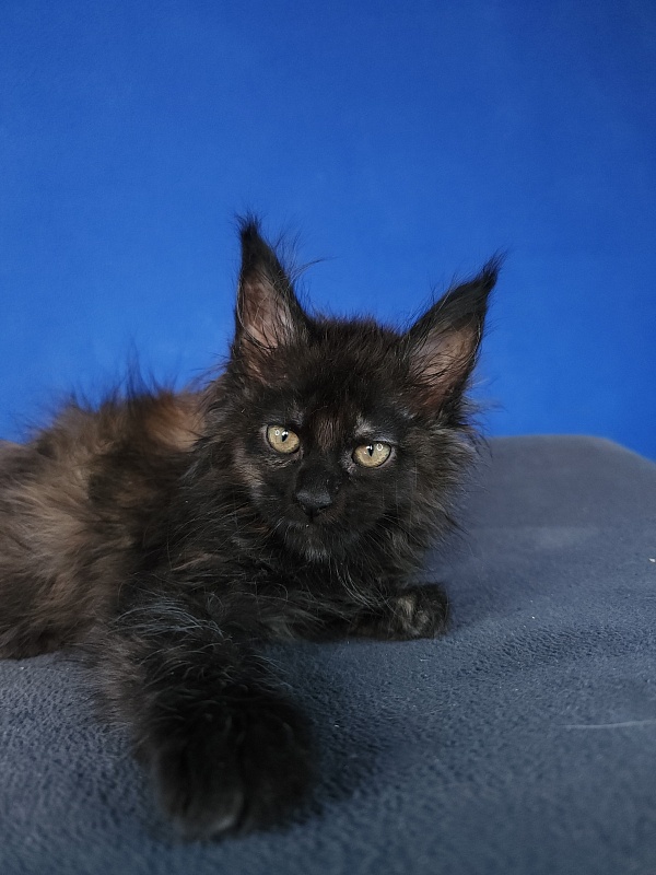 Claudia  Akbars - Kitten maine-coon 1 month