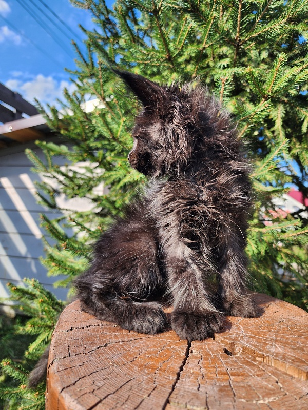 Claudia  Akbars - Kitten maine-coon 1 month 3 weeks