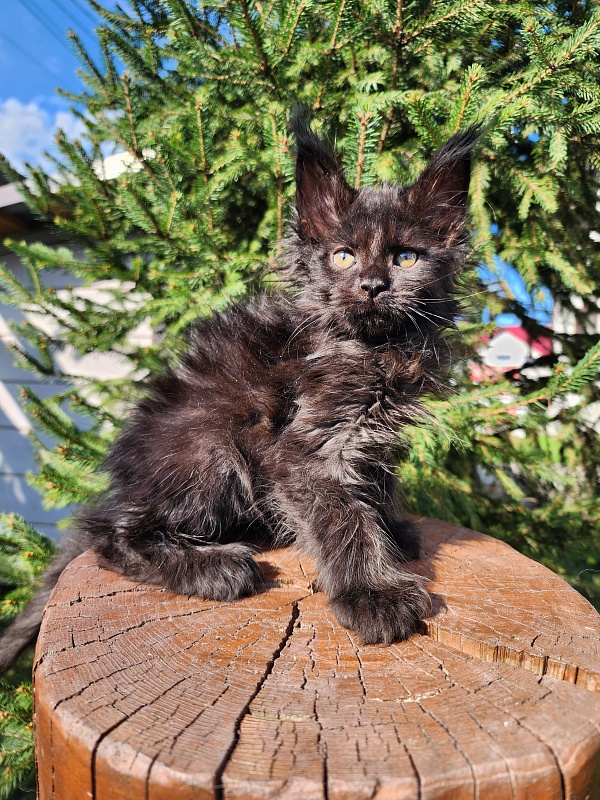 Claudia  Akbars - Kitten maine-coon 1 month 3 weeks