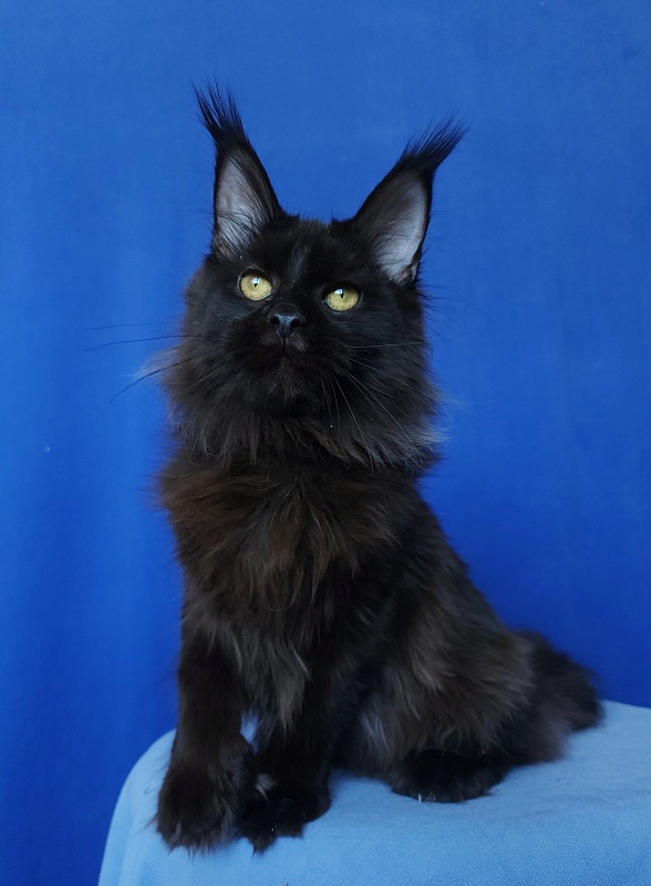 Claudia  Akbars - Kitten maine-coon 6 months 1.5 week