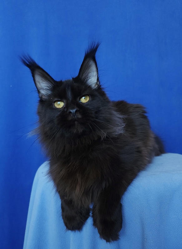 Claudia  Akbars - Kitten maine-coon 6 months 1.5 week