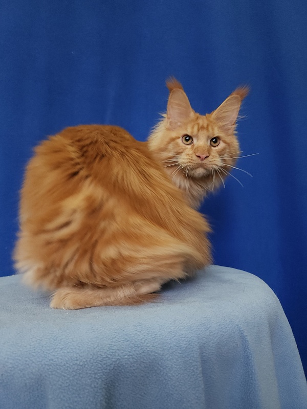 Lord Marshall Akbars - Kitten maine-coon 5.5 months