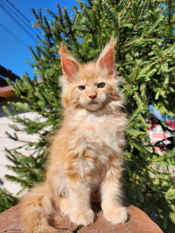 Lord Marshall Akbars - Kitten maine-coon 1 month 2.5 weeks