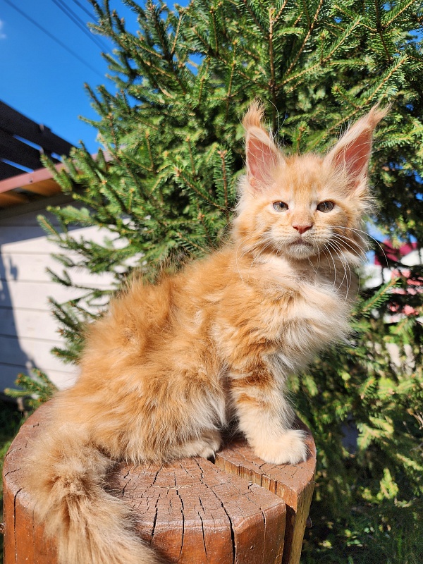 Lord Marshall Akbars - Kitten maine-coon 1 month 2.5 weeks