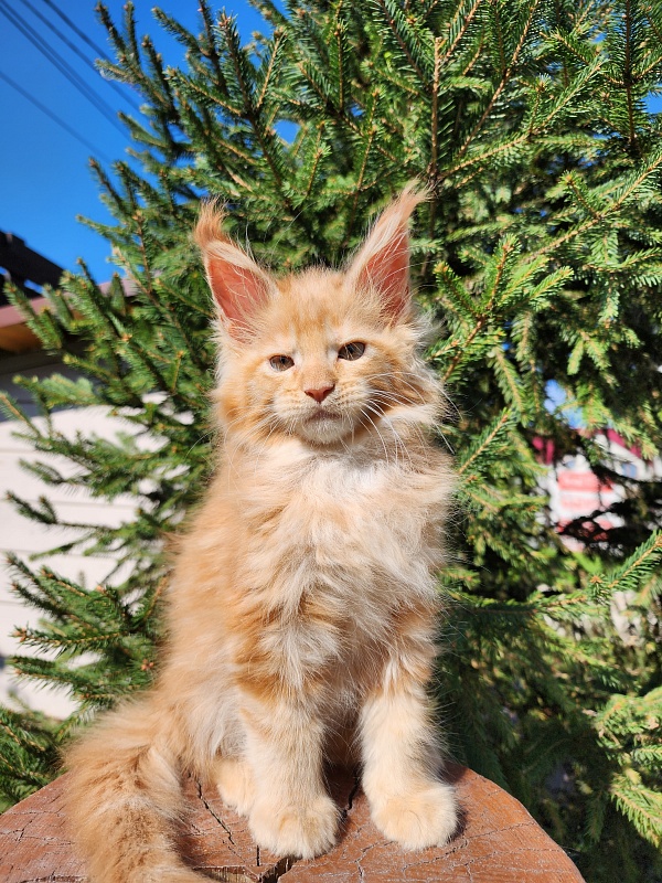 Lord Marshall Akbars - Kitten maine-coon 1 month 2.5 weeks